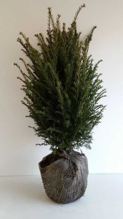 De taxus baccata is een bijzonder mooie plant